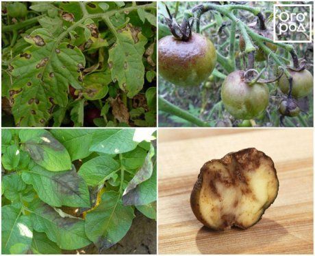 Картофель и фитофтора — как бороться экологичными методами?